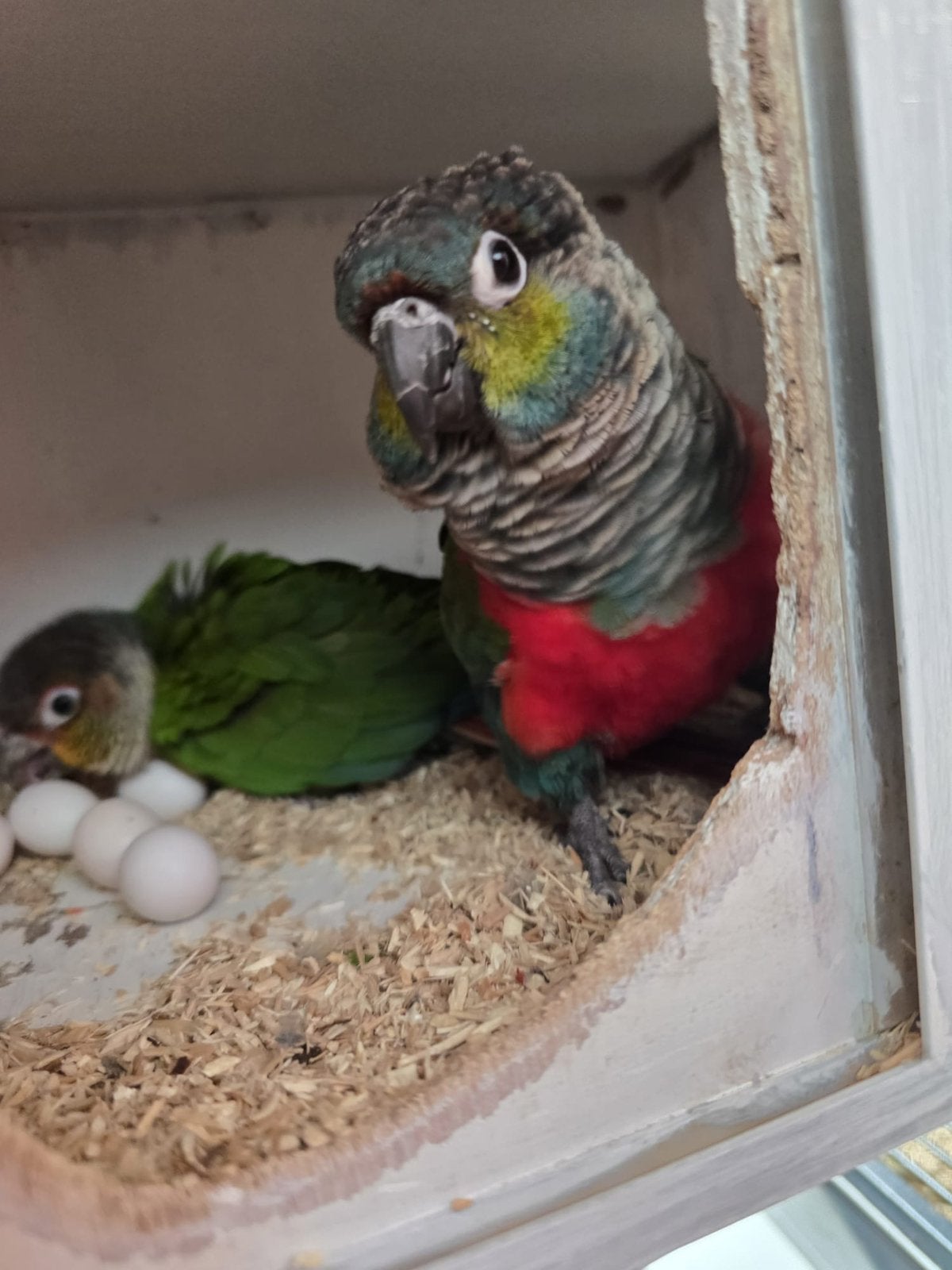 Heel mooi koppel Met eieren and box, Meerdere dieren, Parkiet