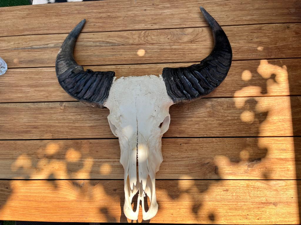 Waterbuffel skull, Ophalen