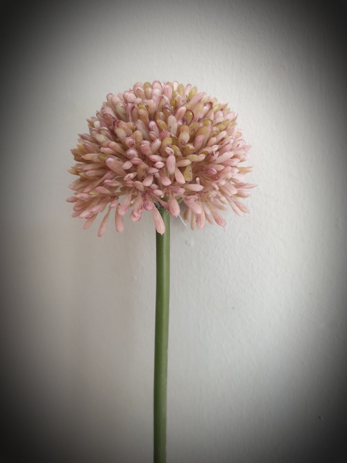 Allium pink kunst bloem - bloemen - zijdenbloem - zijde, Ophalen, Nieuw, 44 cm