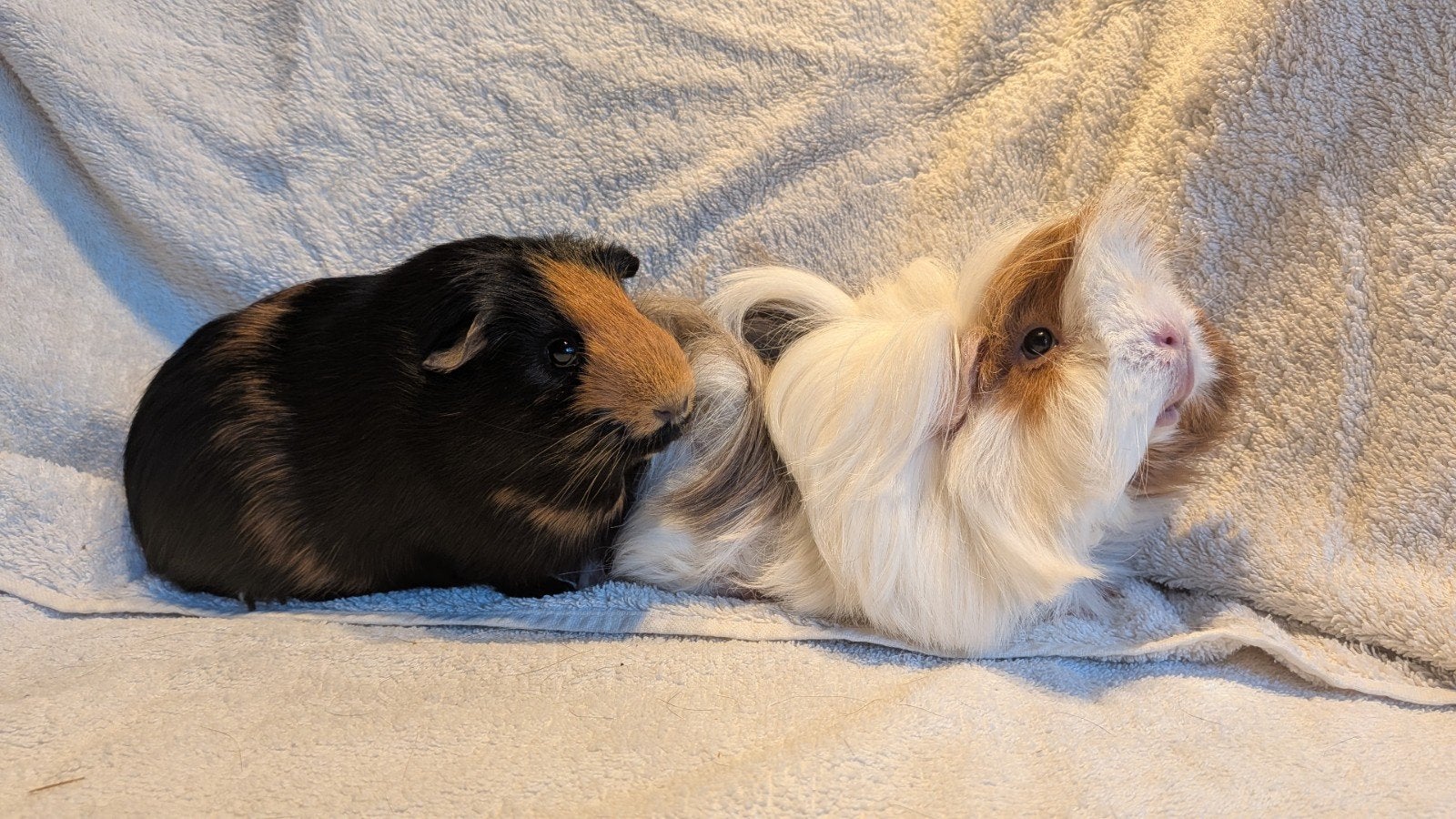3 super lieve cavia's, Cavia, Januari, Meerdere dieren, Tam