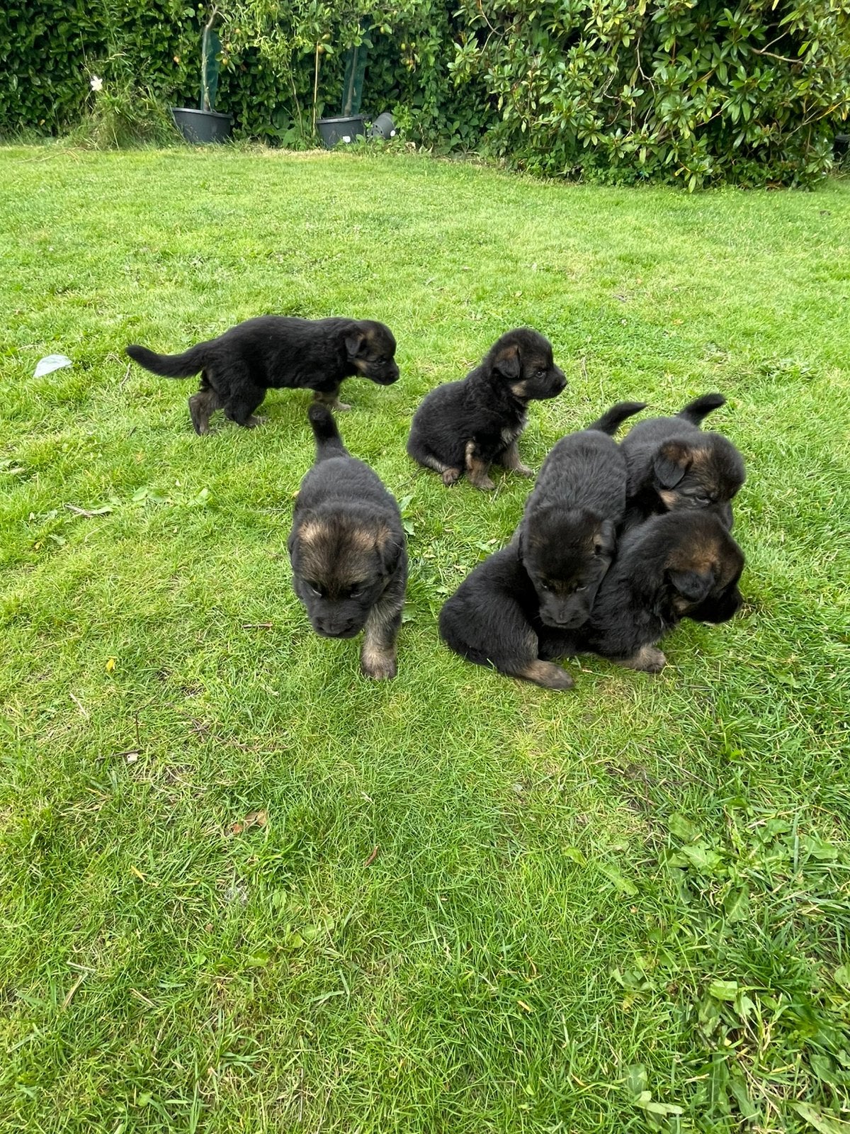 Duitse herder pups, Dieren en Toebehoren, Honden | Herdershonden en Veedrijvers, 8 tot 15 weken, Meerdere, Meerdere dieren, Herder