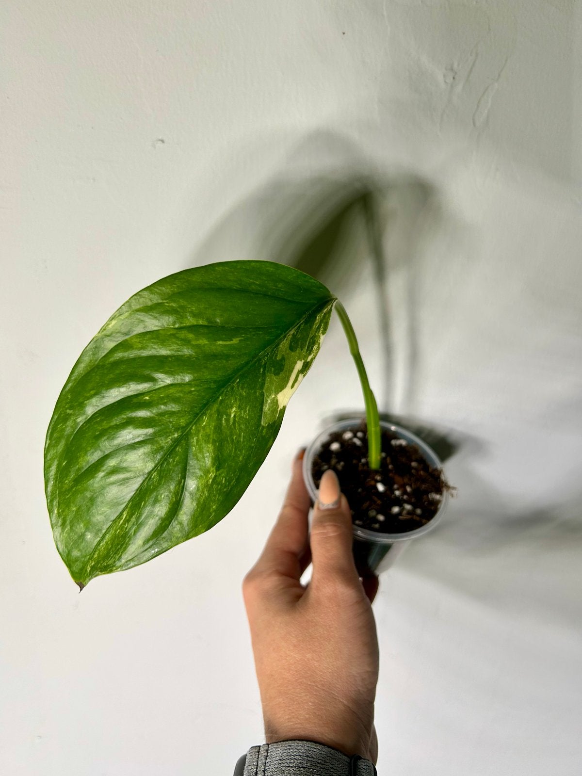 Monstera Lechleriana Variegata - Zeldzame Stek, Ophalen of Verzenden, Halfschaduw, Minder dan 100 cm