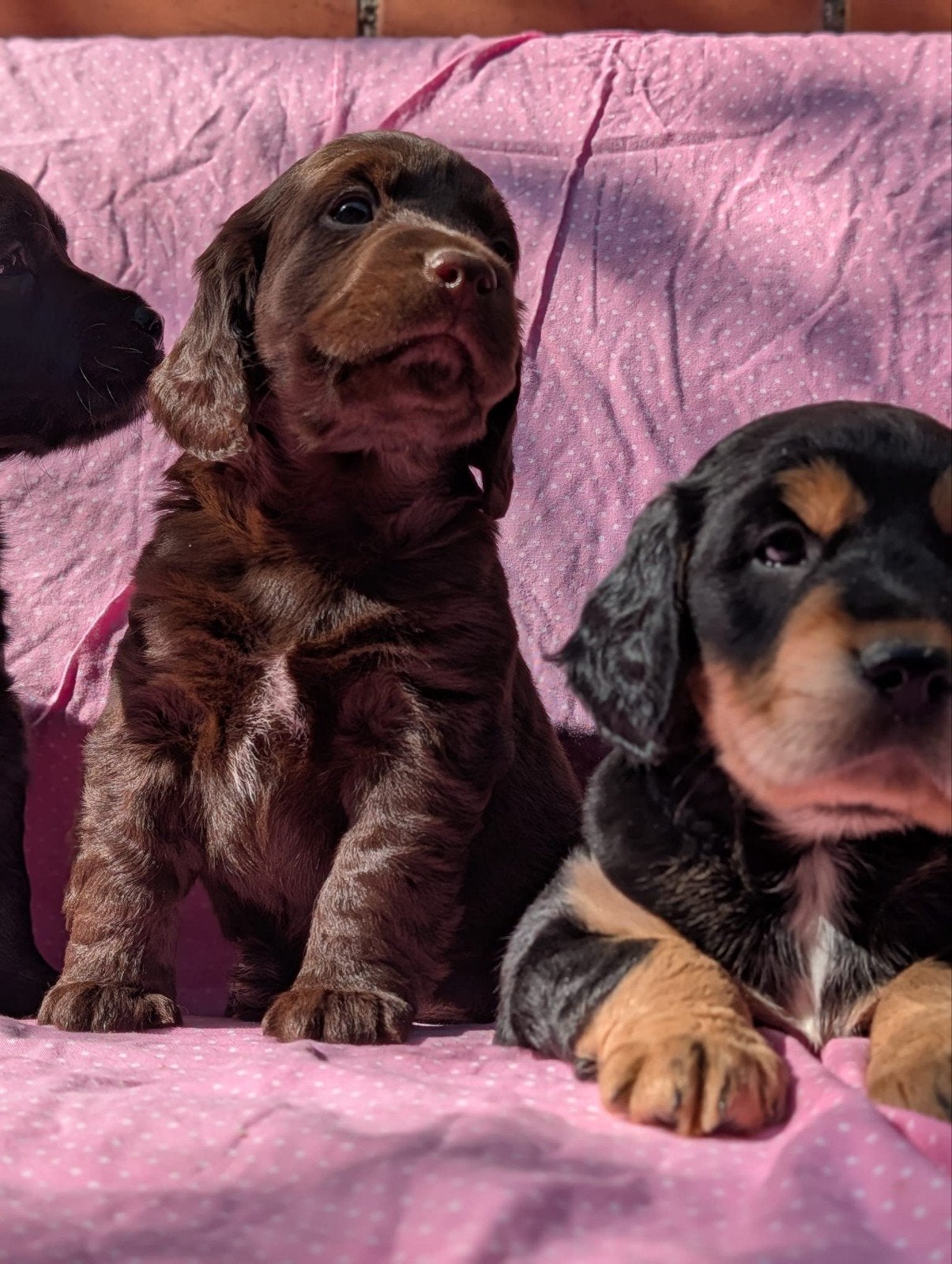 Kruising  Engelse cockerspaniel pups, Parvo, Overige rassen, 8 tot 15 weken, Meerdere