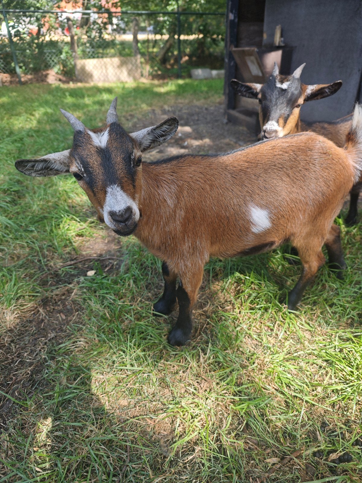 twee tamme dwerggeitjes te koop, Dieren en Toebehoren, Vrouwelijk, Geit, 0 tot 2 jaar