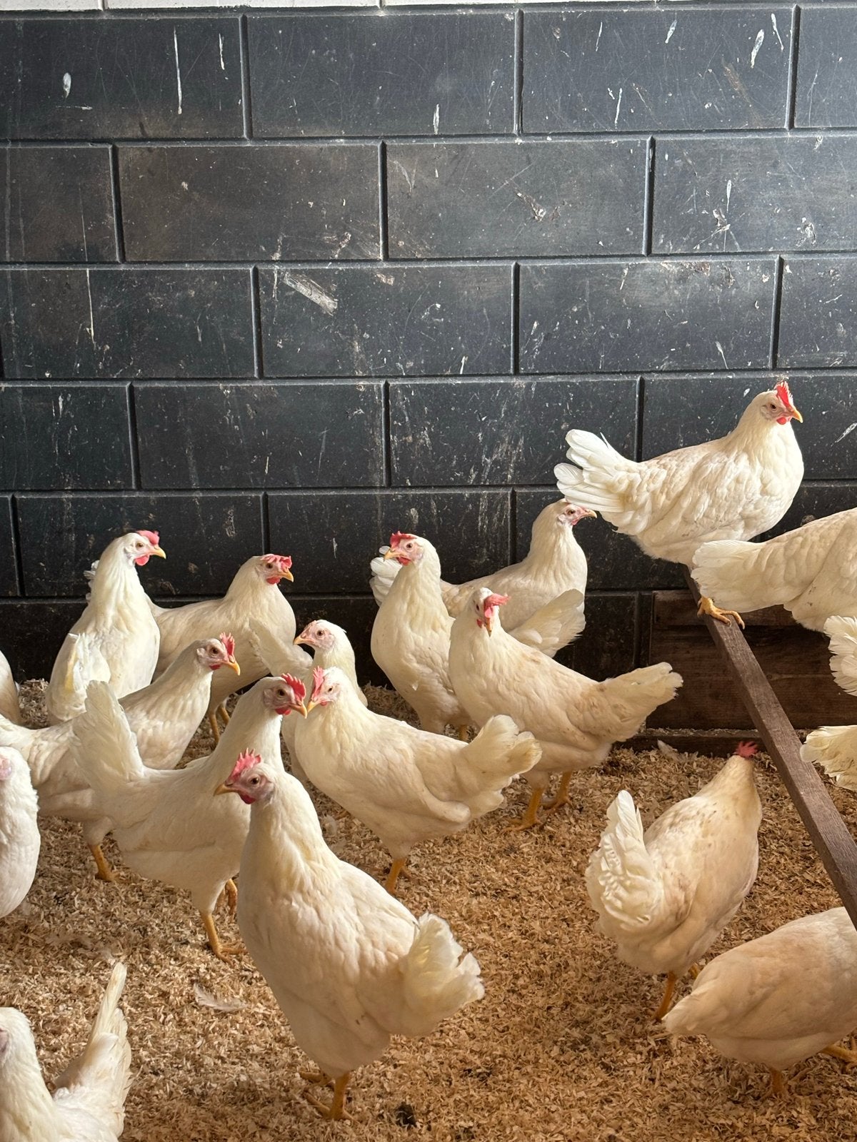 Jonge hennen leghorn legkippen 20 weken leghennen, Dieren en Toebehoren, Vrouwelijk, Kip