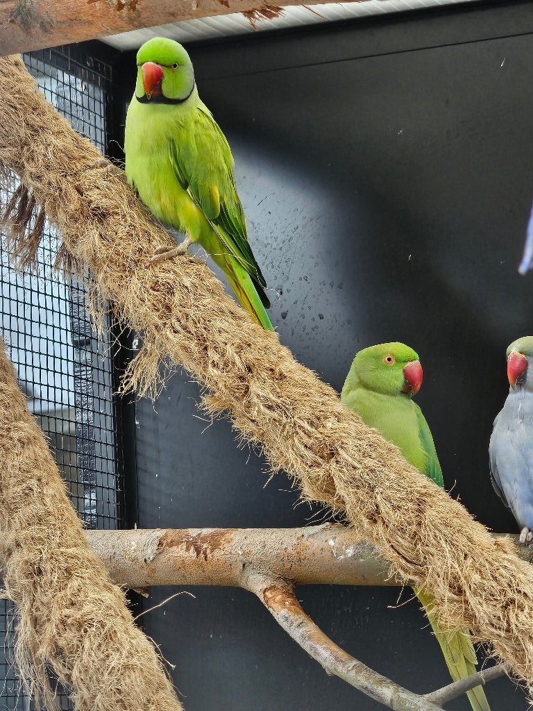 Koppel Halsbandparkieten | Groen opaline | 2023/2019, Meerdere dieren, Parkiet, Geringd