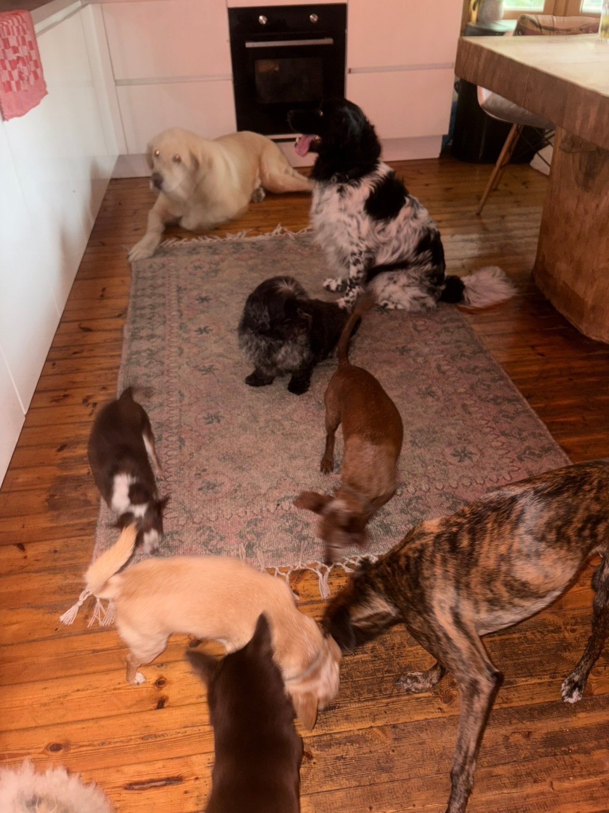 HONDEN EN KATTENOPVANG!!!