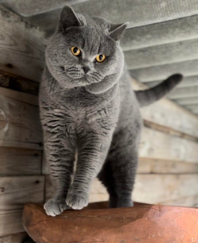Prachtige grote britse korthaar dekkater ( niet te koop ), 3 tot 5 jaar