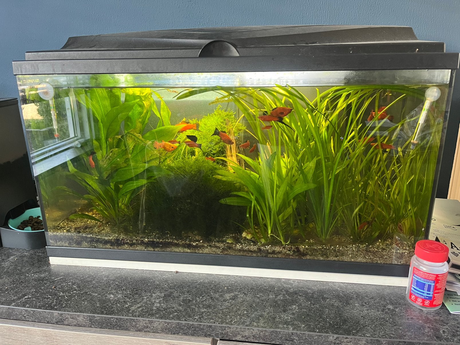 Aquarium te koop, Ophalen, Gebruikt, Gevuld zoetwateraquarium