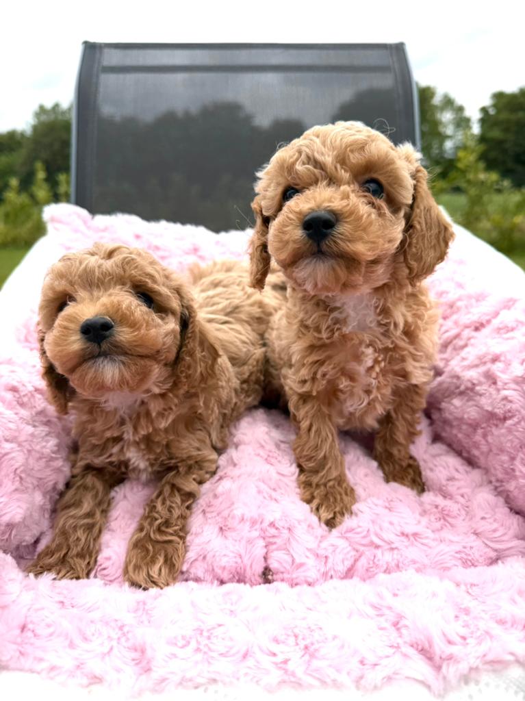 Mini Maltipoo f1 b, geteste ouders , vanaf 20 mei, Dieren en Toebehoren, Parvo, Overige rassen, 8 tot 15 weken, Meerdere