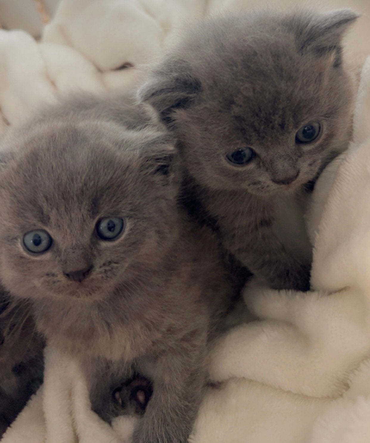 Kittens, Dieren en Toebehoren, Katten en Kittens | Raskatten | Korthaar, Meerdere dieren, Ontwormd