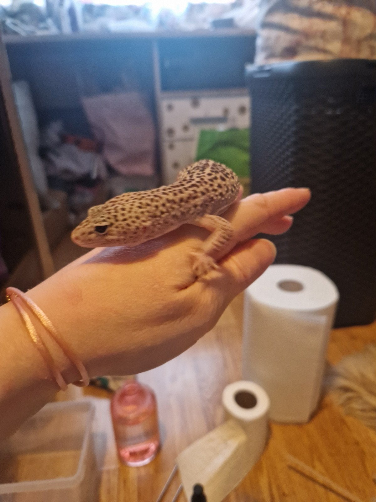 luipaardgekko Leopard Gecko photo 4