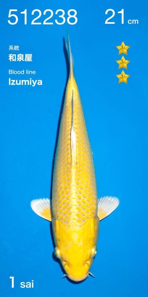 prijs winnaar  hq Yamabuki van de Ogata veiling, Karper of Koi