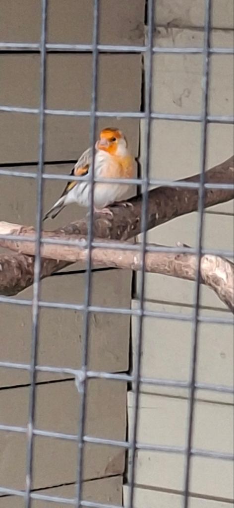 Bastaard putter x kanarie, Dieren en Toebehoren, Mannelijk, Bastaard
