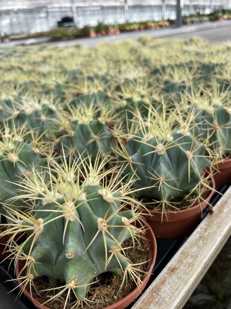 Cactussen 17 soorten 10,5 cm pot nergens zo goedkoop., Ophalen of Verzenden, Minder dan 100 cm, Bloeiende kamerplant, Volle zon