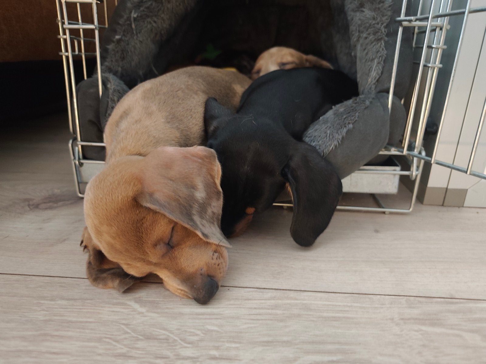 prachtige dwergteckel pups, Dieren en Toebehoren, Parvo, 8 tot 15 weken, Korthaar, Teef