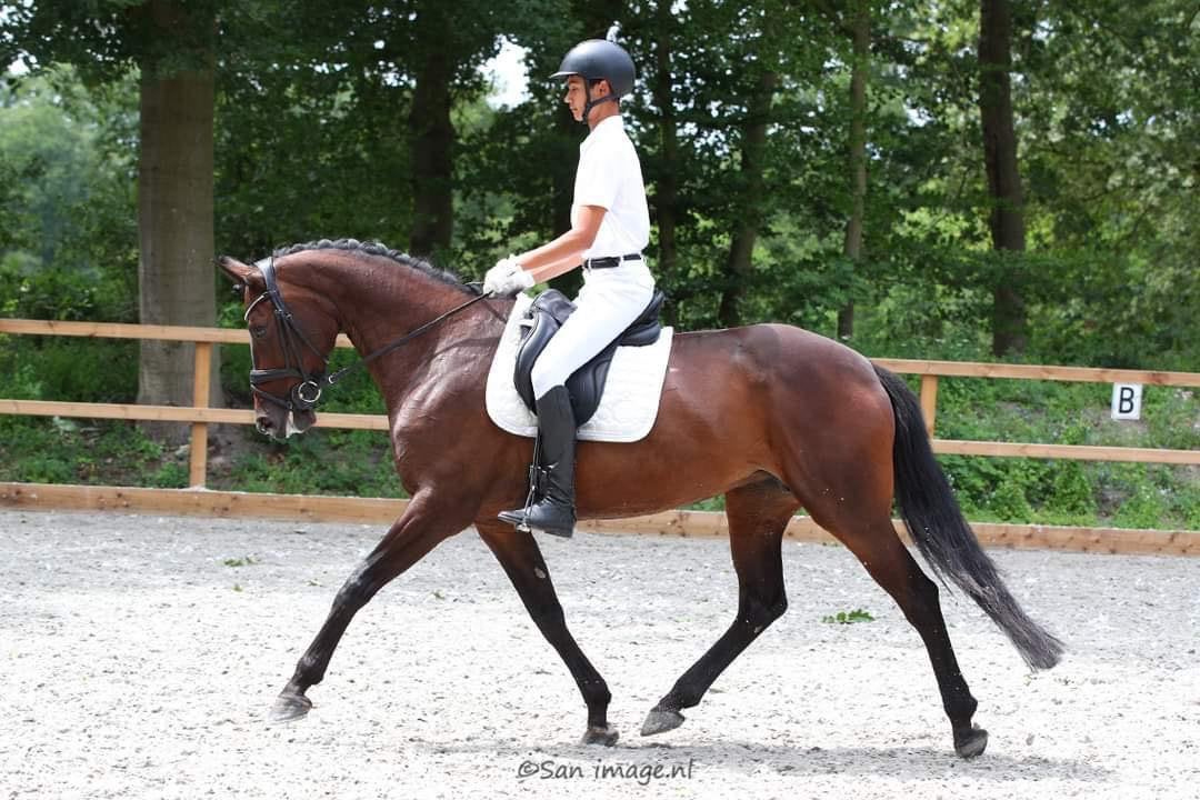 Training aangeboden voor paarden– regio Utrecht, Stalling