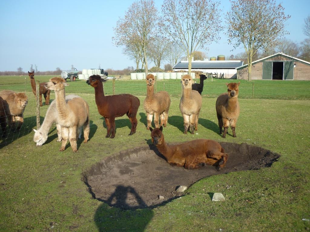 alpaca's te koop, Mei, Meerdere dieren