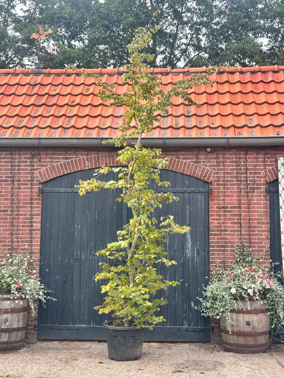 Meerstammige parrotia persica (Perzisch ijzerhout), Tuin en Terras, Ophalen, Volle zon, Overige soorten
