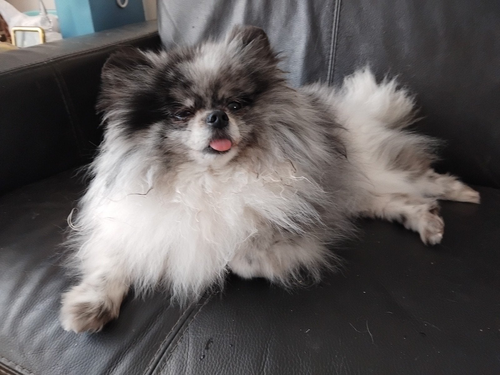 Blue merle Pomeranian teefje, kleine soort met korte neus, Dieren en Toebehoren, Keeshond, Teef, Parvo, Eén hond