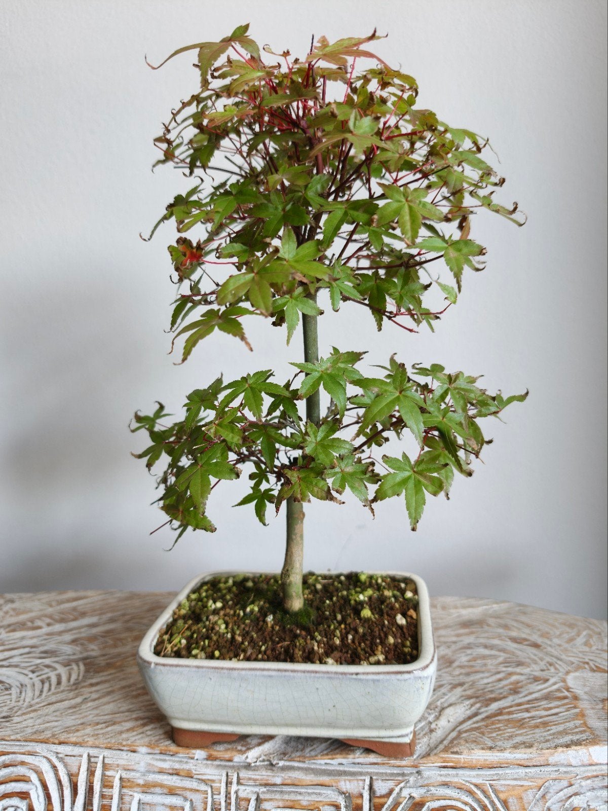 Acer Japanse Esdoorn Deshojo bonsai, Tuin en Terras, Planten | Bomen, Bloeit niet, Halfschaduw, Minder dan 100 cm, Overige soorten