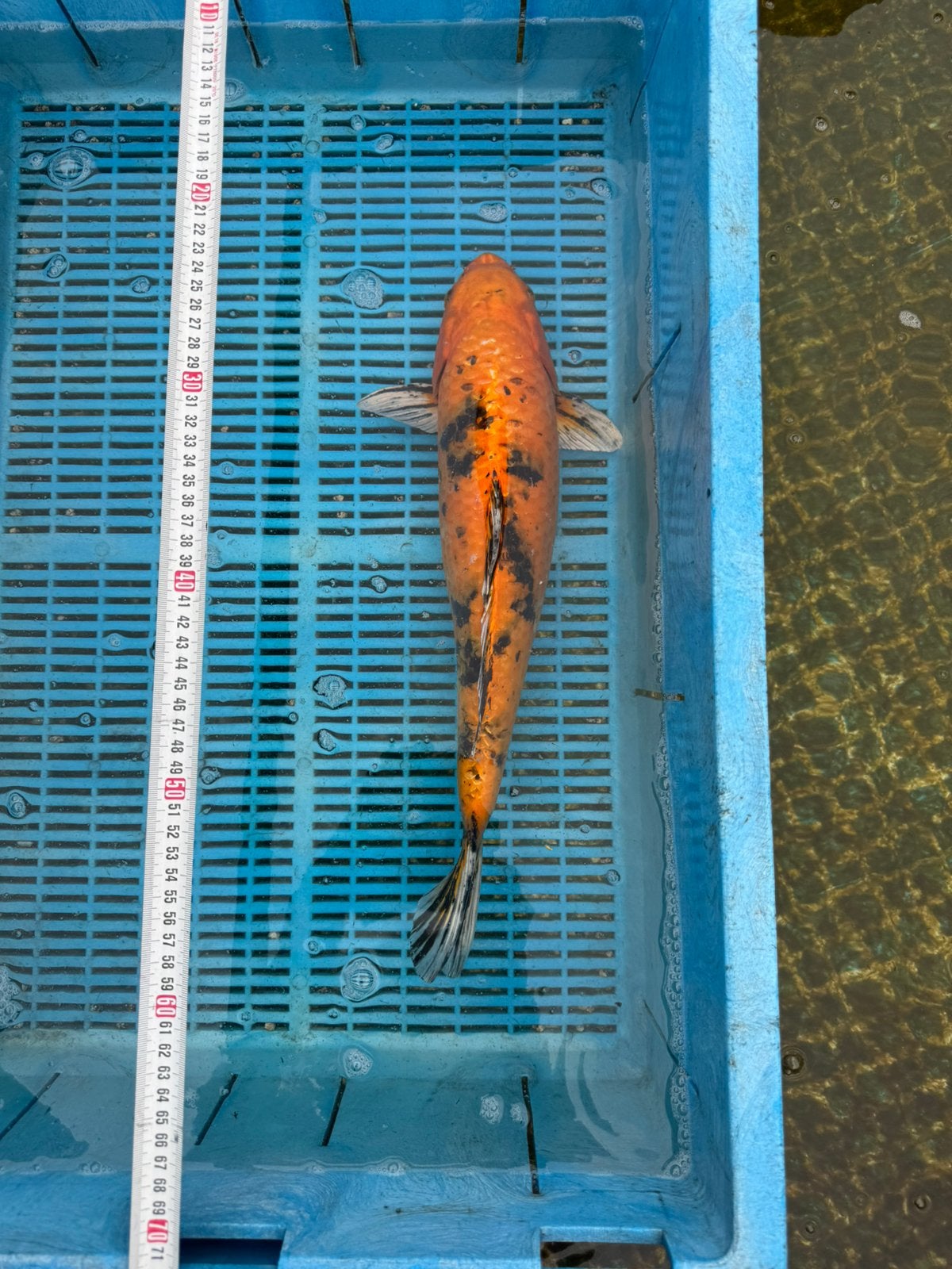 Koi karpers, Karper of Koi