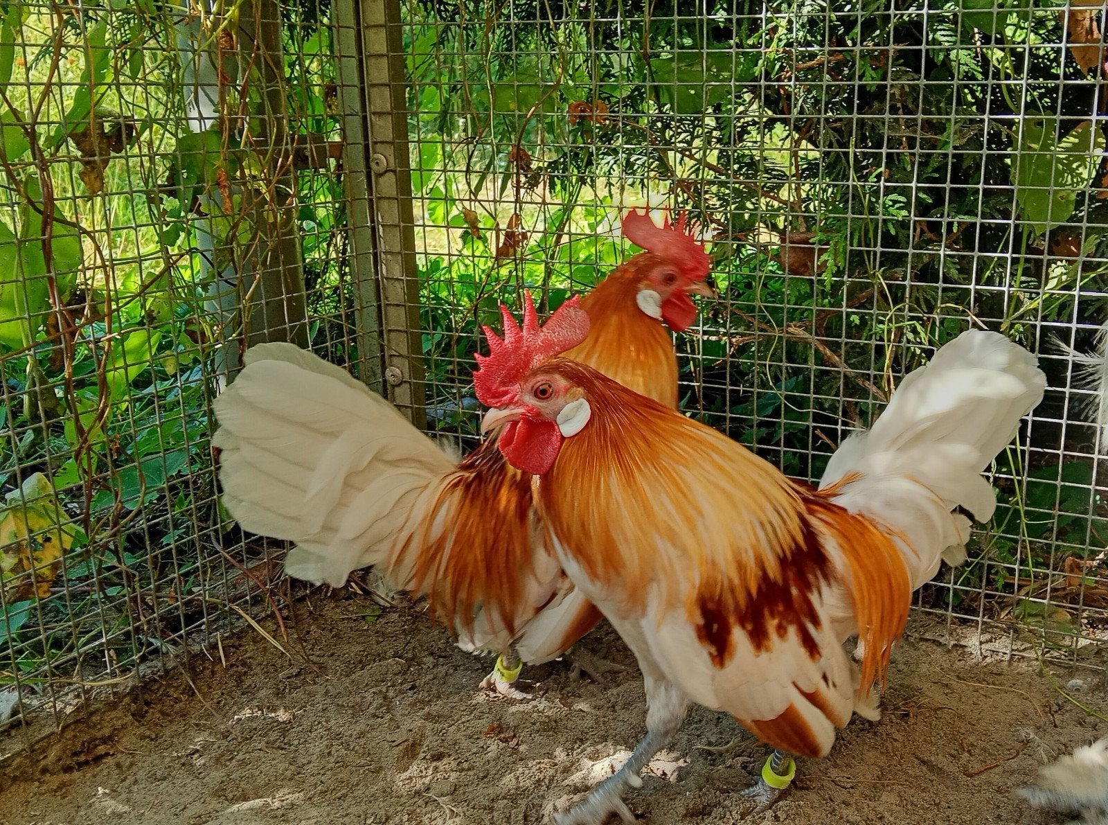 Chabo kriel, Dieren en Toebehoren, Mannelijk, Kip
