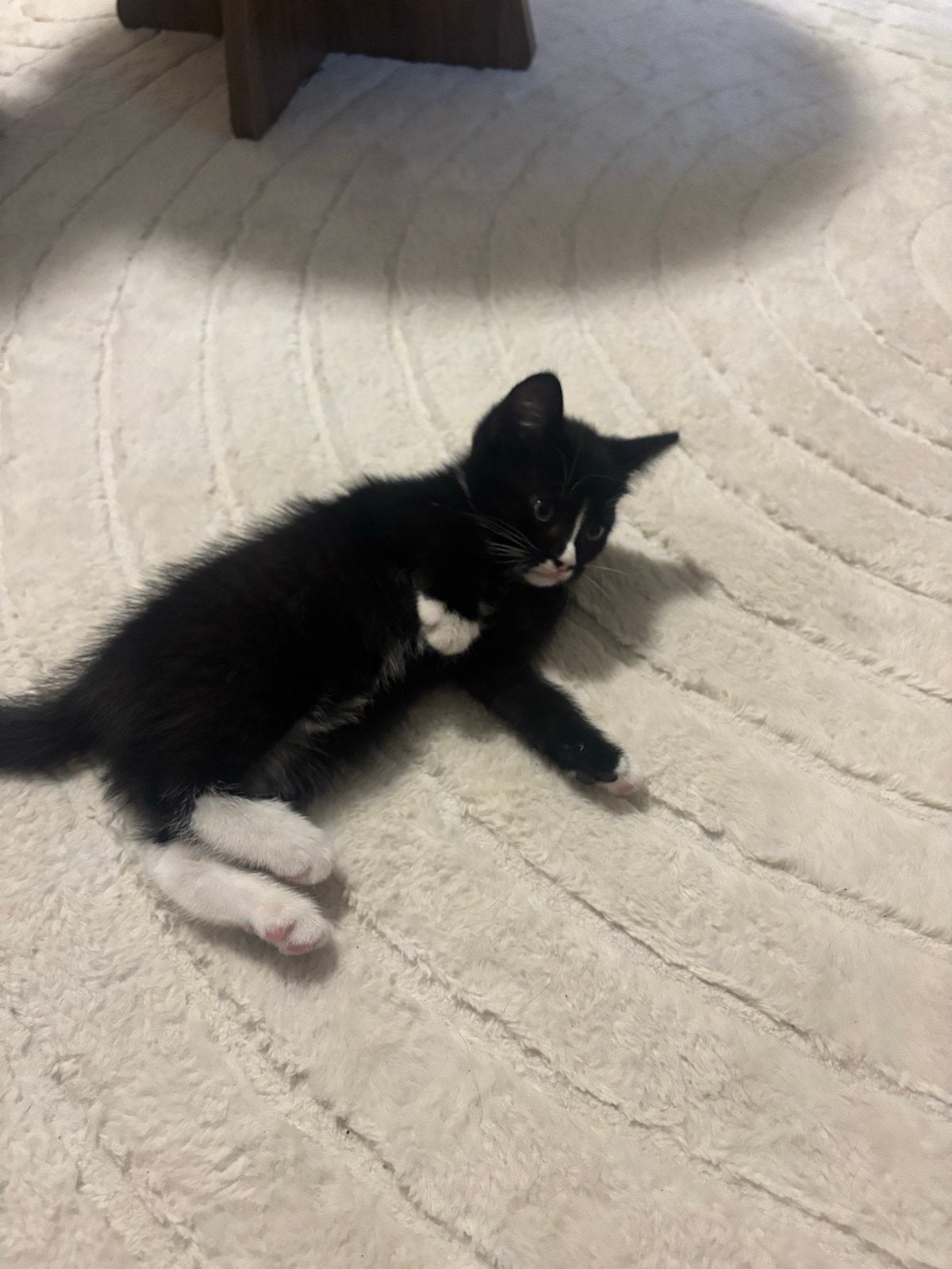 Kitten, Dieren en Toebehoren, Poes, 0 tot 2 jaar