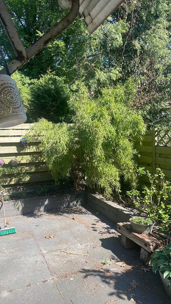 Niet woekerende bamboe gratis, Tuin en Terras, Ophalen, Bloeit niet, Halfschaduw, Overige soorten