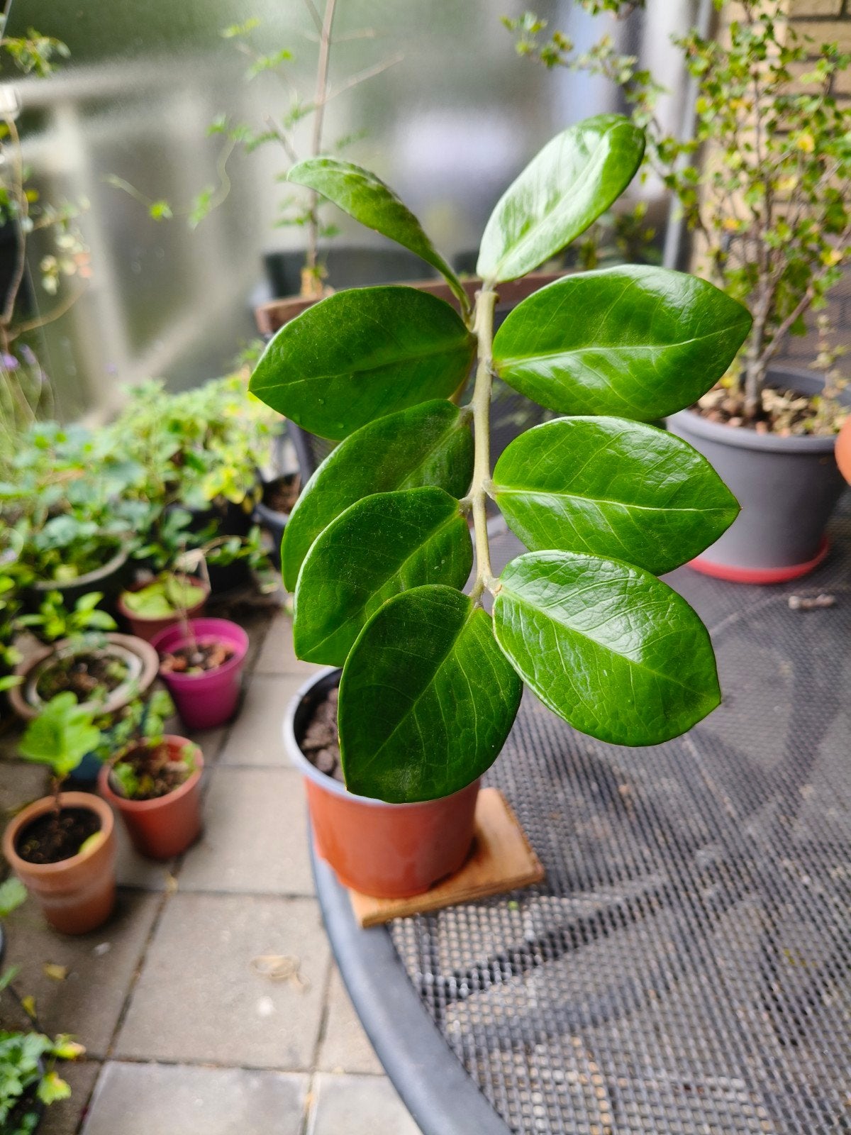 Zamioculcas – Sterke stijlvolle kamerplant met glanzende bla, Huis en Inrichting, Kamerplanten, Volledige schaduw, Overige soorten