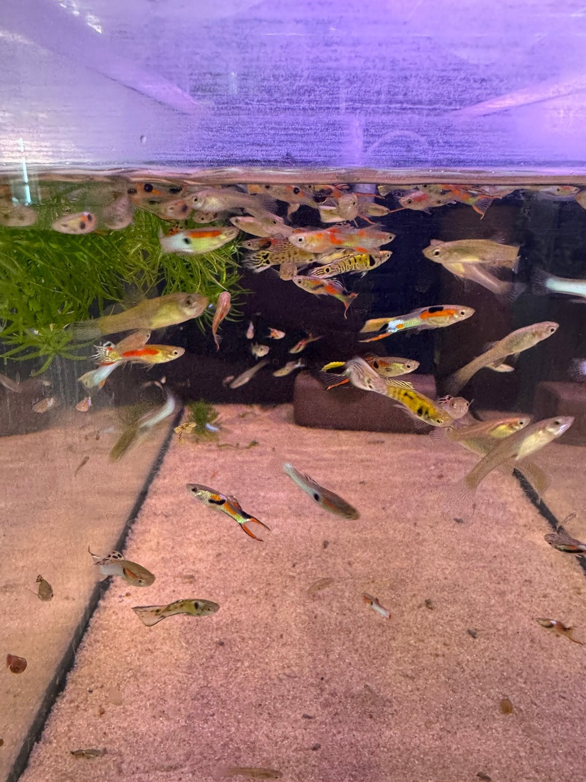 Endler mix, Vis, Zoetwatervis, Schoolvis
