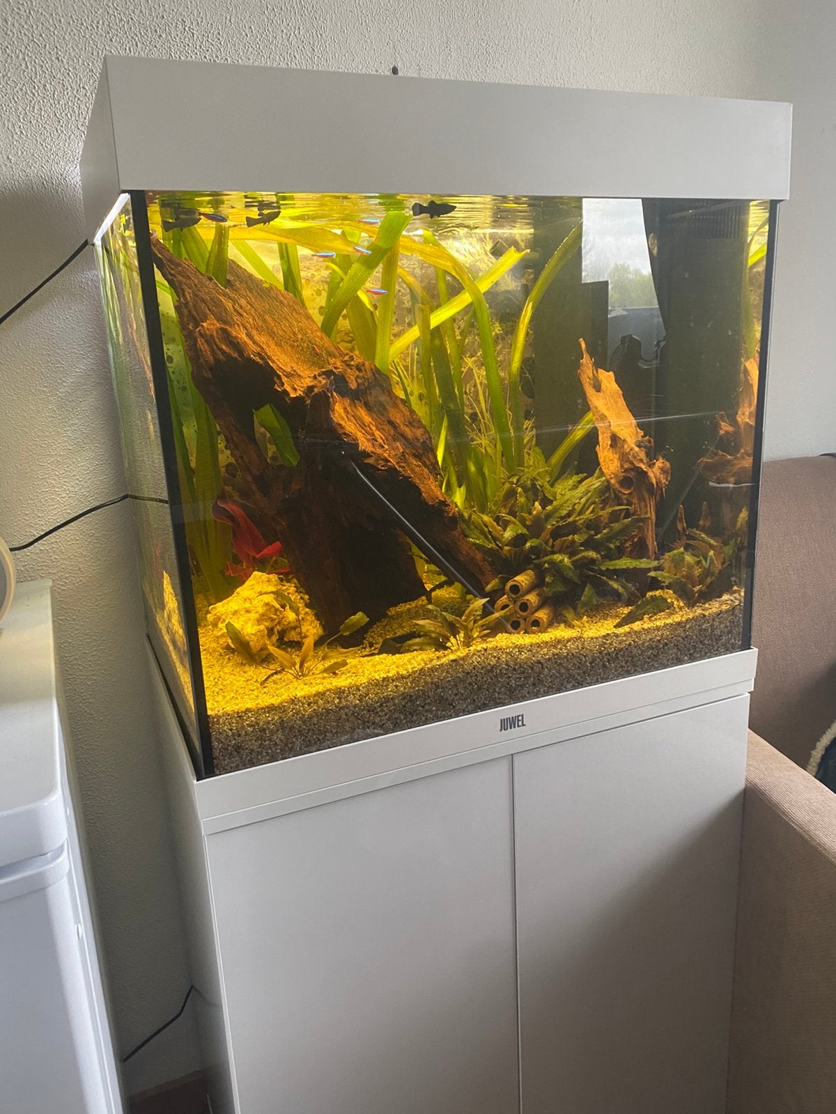 Aquarium Juwel Lido 120 compleet, Dieren en Toebehoren, Vissen | Aquaria en Toebehoren, Ophalen, Inclusief vissen, Juwel, Gevuld zoetwateraquarium