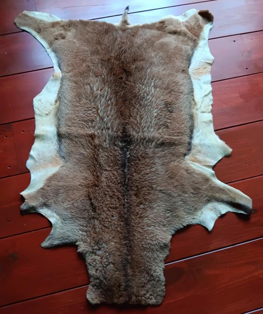 XL zachtgelooide huid Moeflon 1.20m, Ophalen of Verzenden, Zo goed als nieuw, Wild dier, Beeldje of Figuurtje