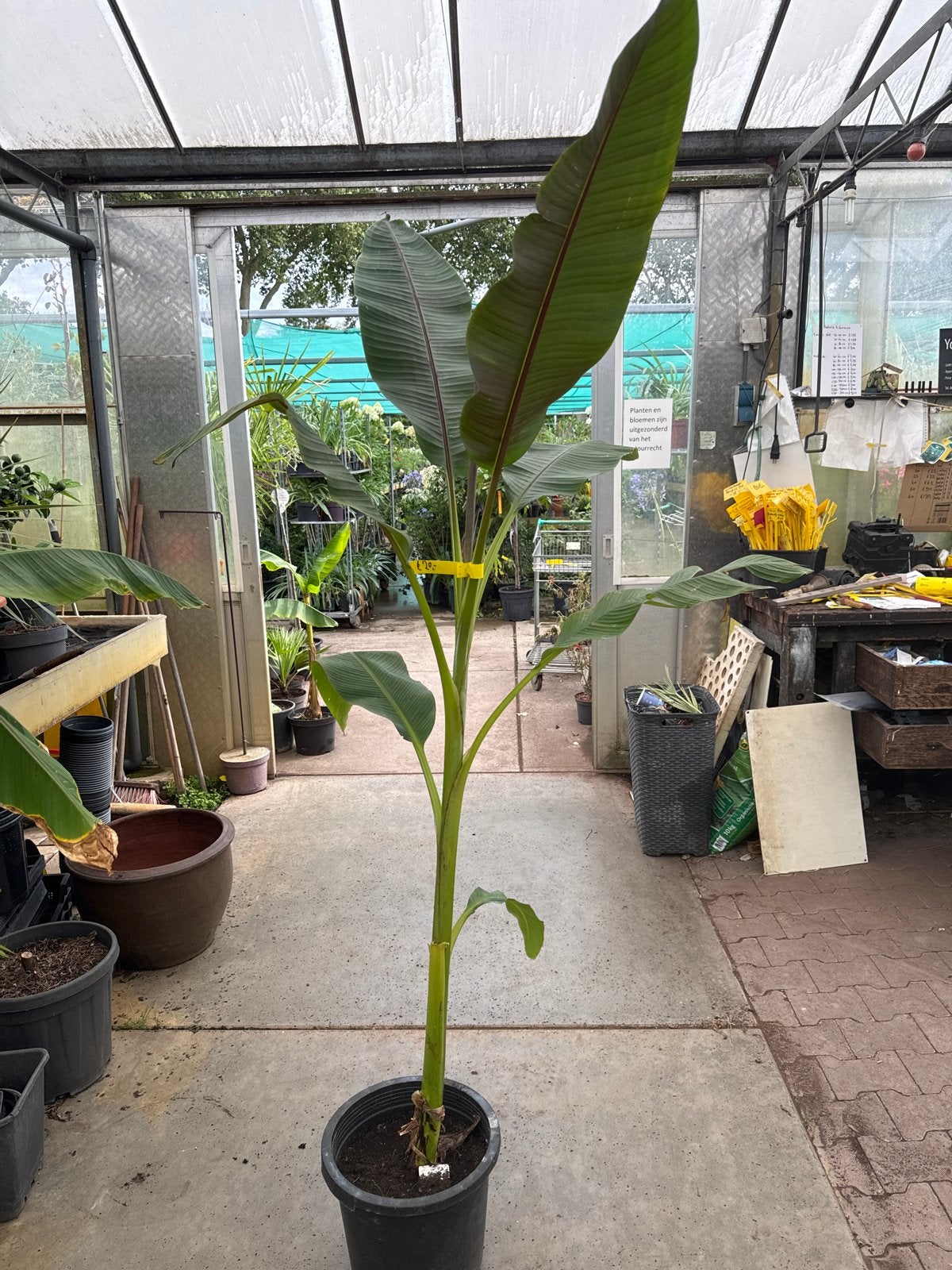 Bananenplanten 80-150 cm - Laatste 100 stuks!, Overige soorten, 100 tot 250 cm, Zomer, Ophalen