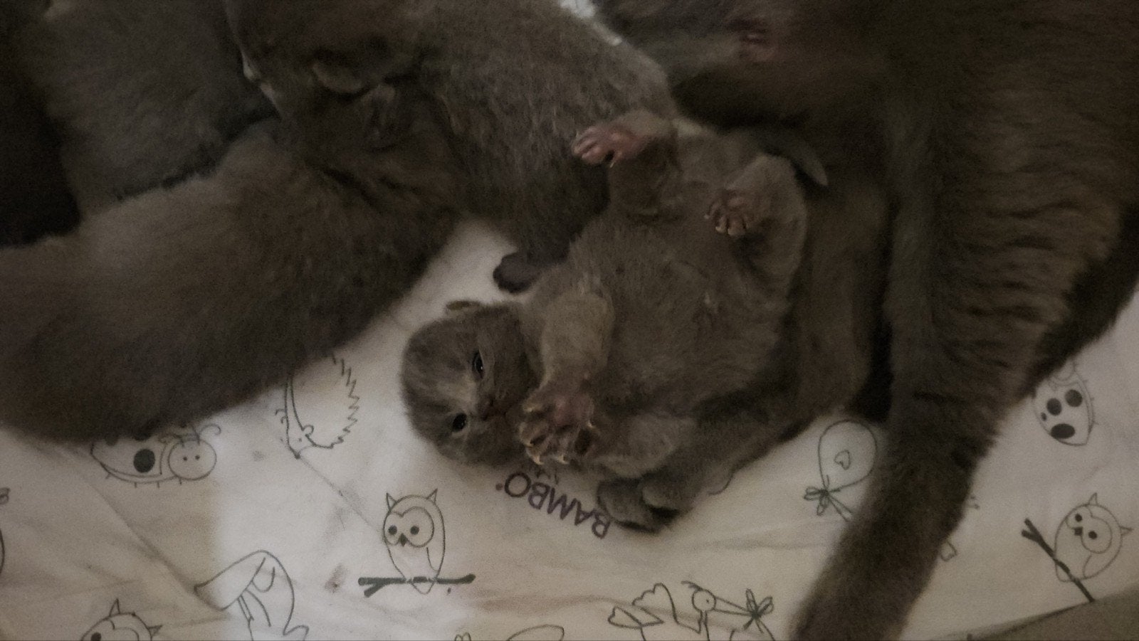 britse korthaar kittens, Dieren en Toebehoren, Meerdere dieren