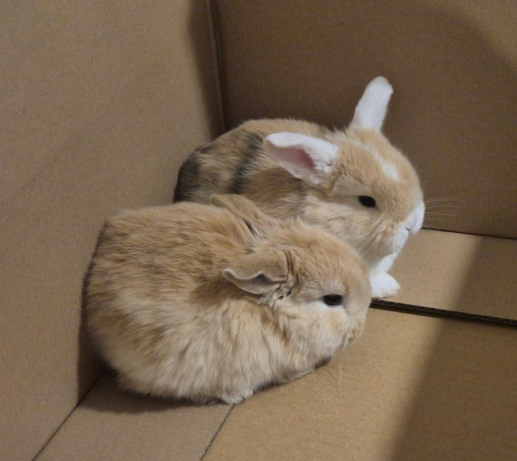 Liefdevolle huisjes gezocht voor onze NHD konijntjes!, Dieren en Toebehoren, Meerdere dieren