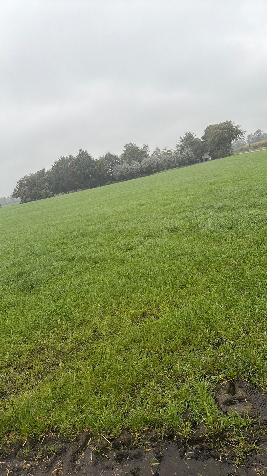 Gras op stam 75 hectare