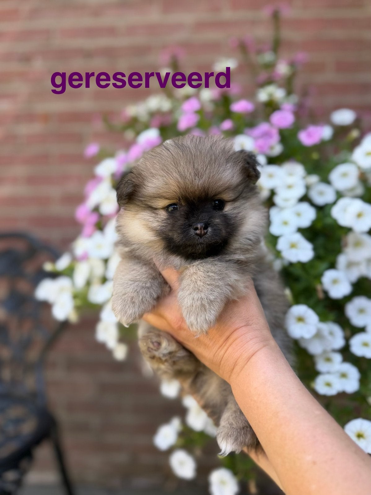 pomeriaan / pomeranian pups, Overige rassen, 8 tot 15 weken, Teef, Parvo