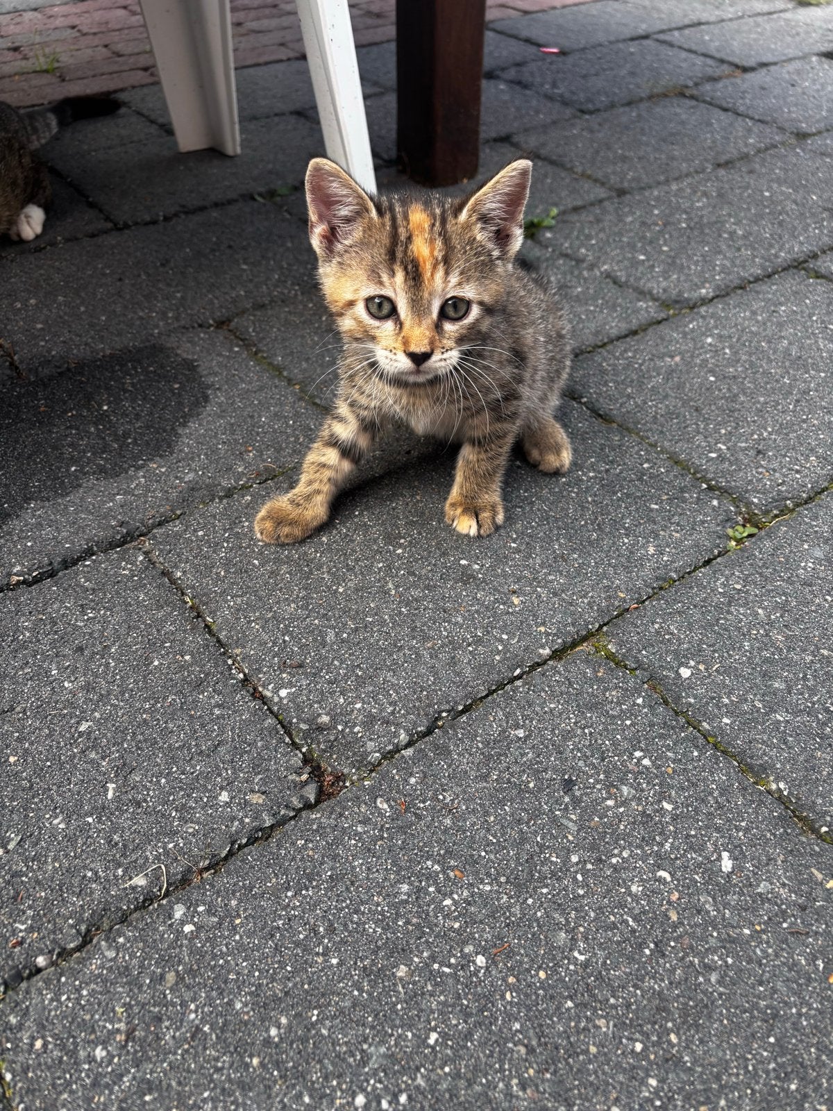 mooie boerderij kittens!, Meerdere dieren, Kortharig, 0 tot 2 jaar