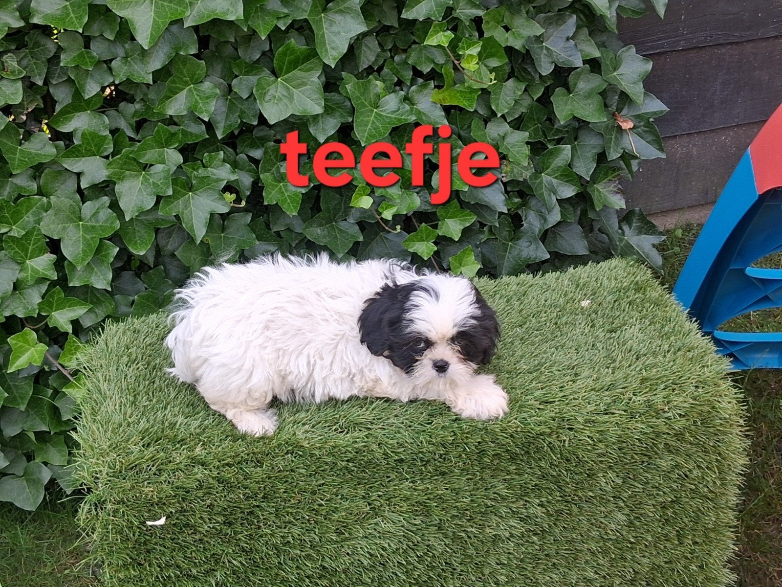 Te koop mooie kleinblijvende speelse boomer pups, Dieren en Toebehoren, Parvo, 8 tot 15 weken, Meerdere, Meerdere dieren