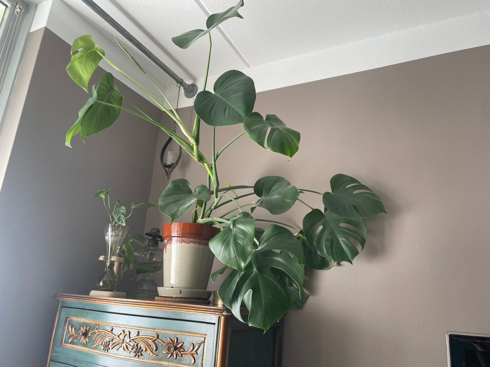 Grote monstera delioca, Huis en Inrichting, Ophalen, Halfschaduw, Minder dan 100 cm