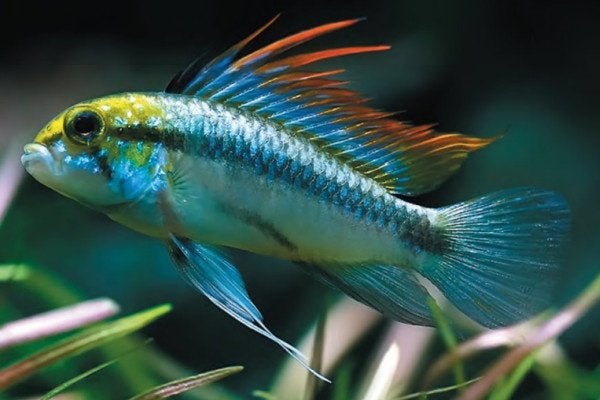 Apistogramma Trifasciata - Koidreams Valburg