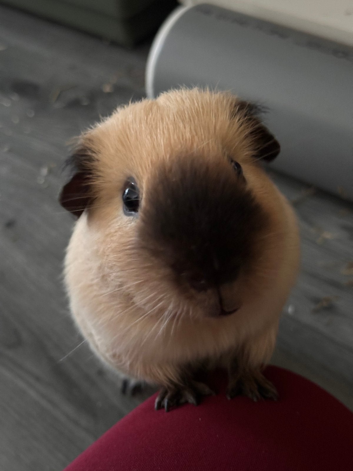 California dekbeer gezocht!!!!, Cavia, Mannelijk, Tam, Oktober