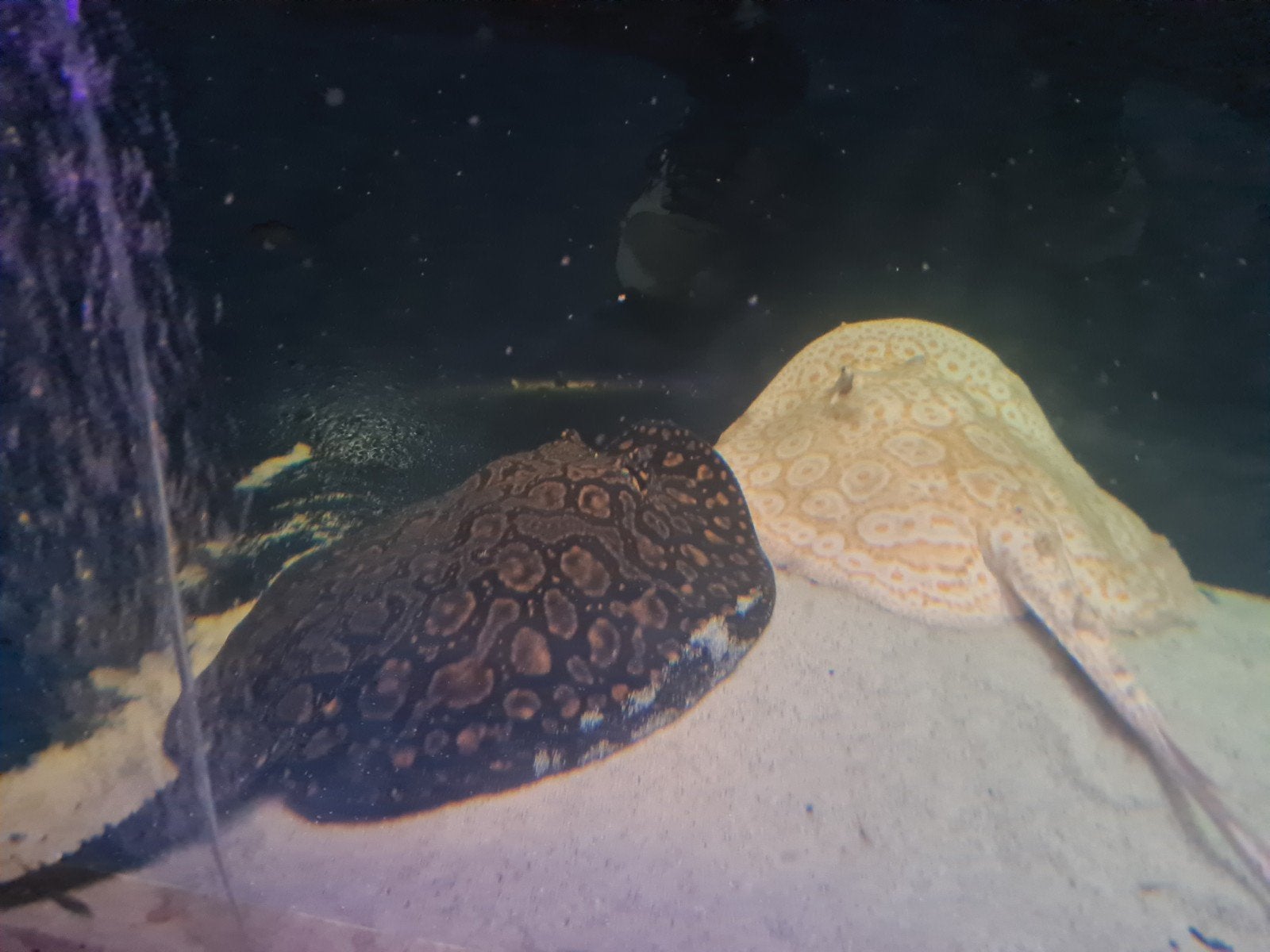 Kweekgroep roggen, albino pearl,hybride albino, potamotrygon, Vis, Zoetwatervis