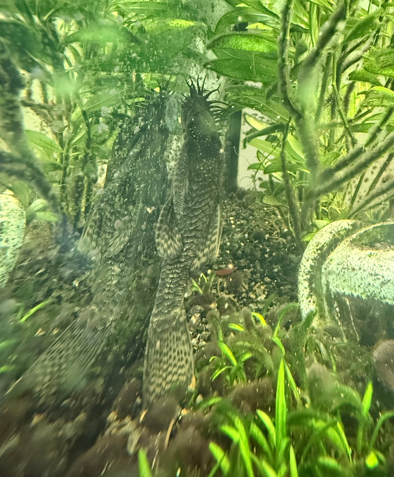 Ancistrus / borstel harnasmeerval volwassen man, Dieren en Toebehoren, Vis, Zoetwatervis