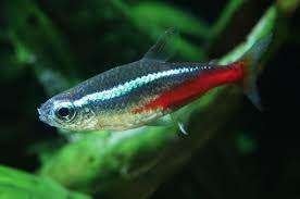 neon tetra €1,50, Dieren en Toebehoren, ., Overige typen, Nieuw, Ophalen of Verzenden