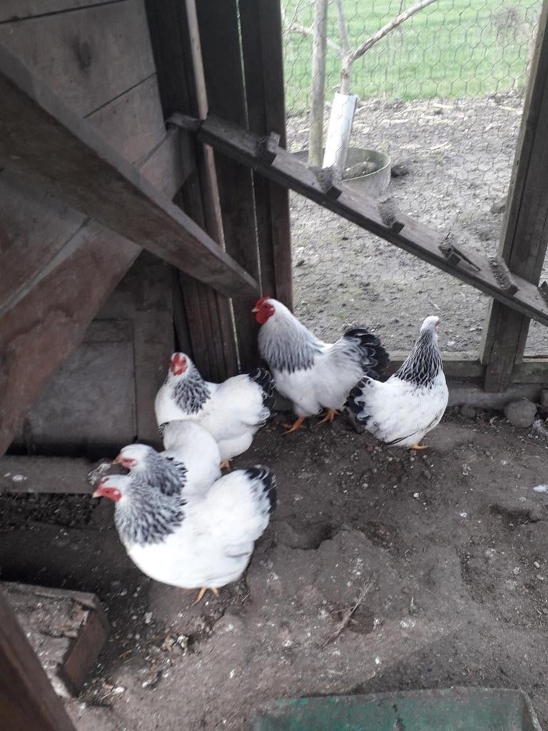 Broedeieren Wyandotte columbia., Geslacht onbekend, Kip