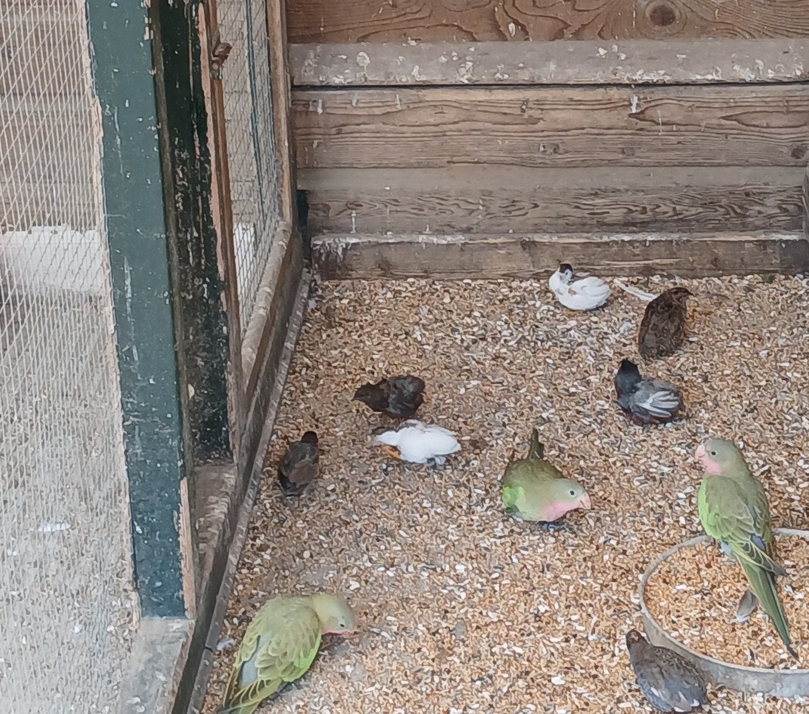Te koop diverse koppels Chinezen dwergkwartels, Meerdere dieren