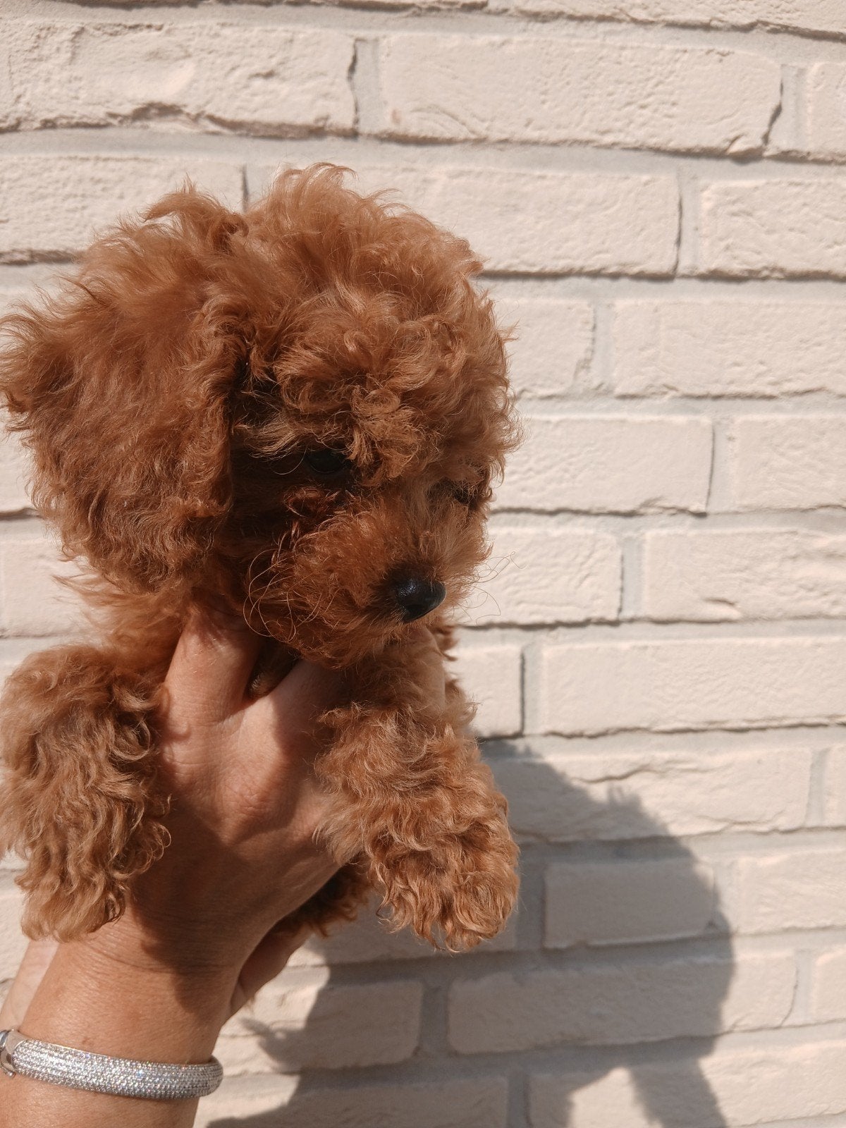 toypoedel puppy rood heel klein, Dieren en Toebehoren, Honden | Niet-rashonden, Reu, 8 tot 15 weken, Parvo, Eén hond