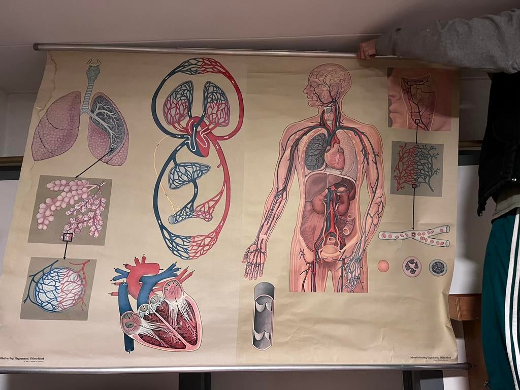 Schoolposter anatomie hart bloedvaten, Ophalen
